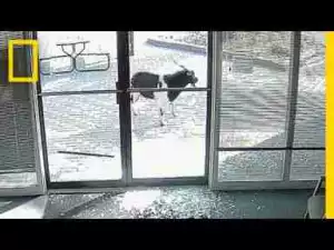 Video: Goat 